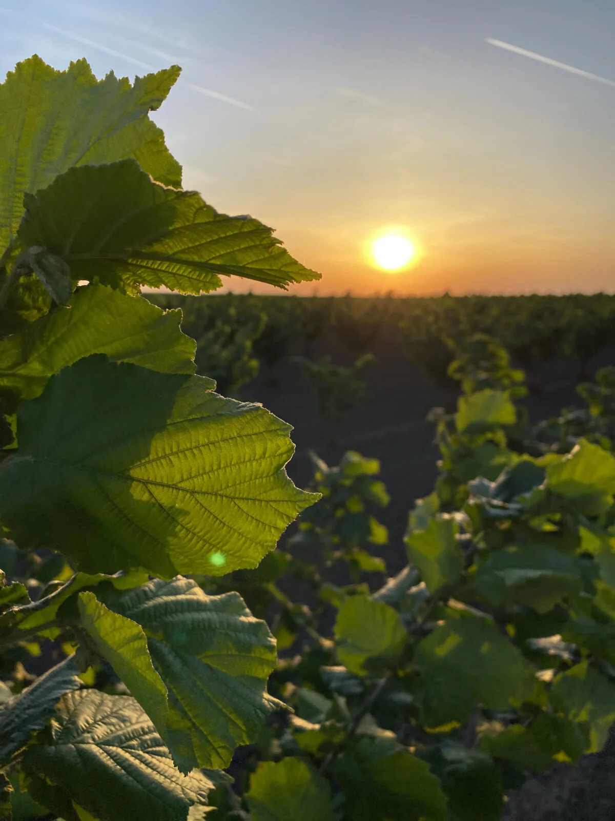Listovi lešnika u zasadu pri zalasku sunca